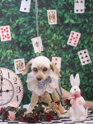 20250430ロミオくん